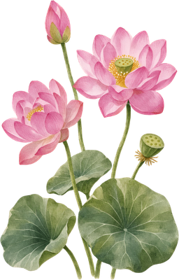 Lotus